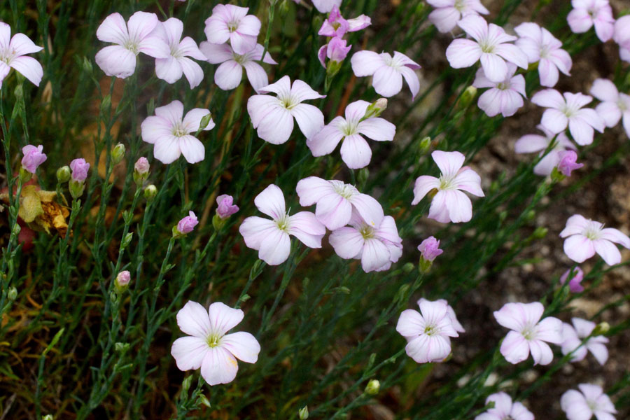 Petrorhagia saxifraga / Garofanina spaccasassi